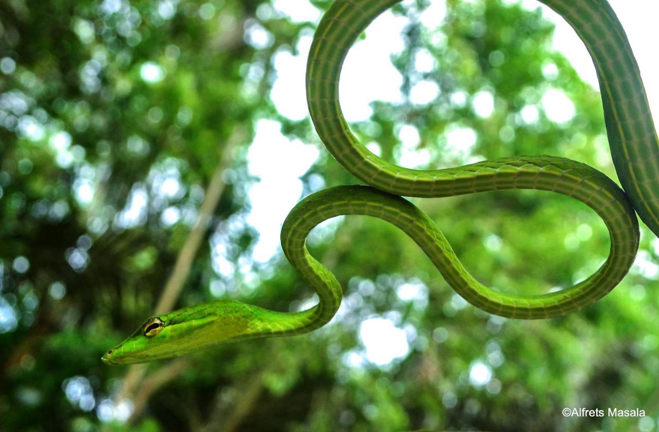 Tangkoko Ranger Homestay Bitung Bagian luar foto