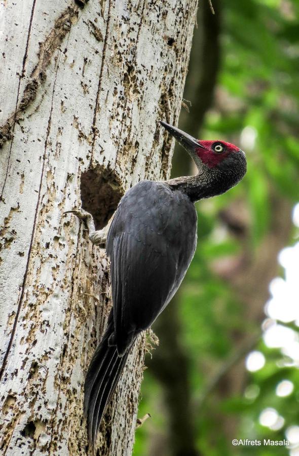 Tangkoko Ranger Homestay Bitung Bagian luar foto